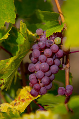 bunch of ripe red grapes with yellow and green leaves in the sun