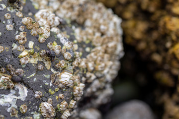 Hermit crab on a rock full of barnacles