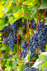 bunch of ripe red grapes with green leaves in the sun