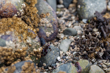 Beach crabs crawling around the rocks