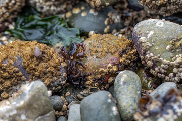 Beach crabs crawling around the rocks