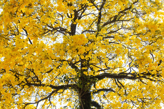 Ip&ecirc; Amarelo na pra&ccedil;a da c&acirc;mara de vereadores de Apucarana