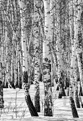 Snowy birch forest landscape, black and white photo.