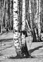 Snowy birch forest landscape, black and white photo.