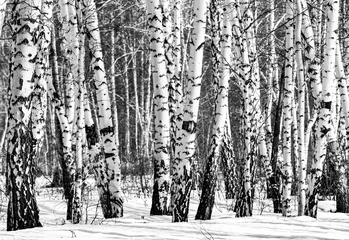 Foto op Plexiglas Snowy birch forest landscape, black and white photo. © Prikhodko