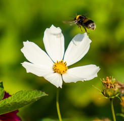 White flower. Cosmos, bumblebee on a flower.