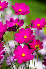 Pink cosmos flower, floral summer landscape.