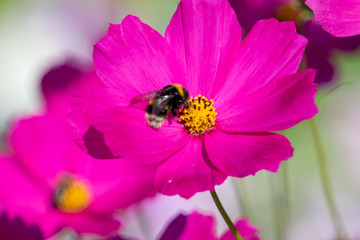 Pink flower. Cosmos, bumblebee on a flower.