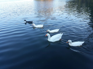 cisne, pato, ave, agua, lago, blanco, animal, naturaleza, vuela, pico, nadar, río, elegante.
