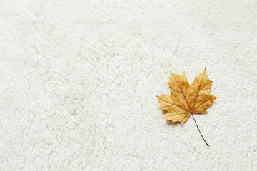 Maple leaf on white fur background. Cozy Autumn Concept