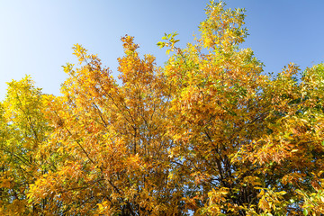 Yellow autumn leaves on a tree against a blue sky. Panorama landscape, angry yellow orange.