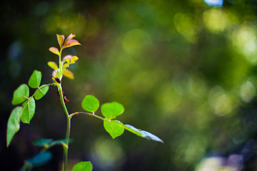 green leaves of tree