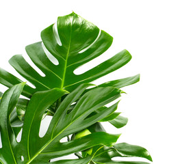 Exotic tropical monstera palm leaves