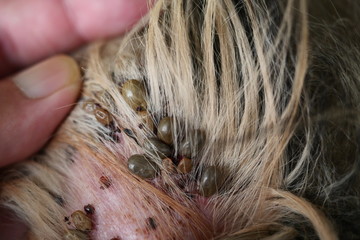 Group of brown dog ticks on dog ear, The tick is pumping the blood of the pet