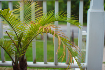 palm tree with green leaves