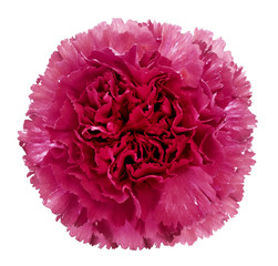 pink clove flower, on a white isolated background with clipping path.   Closeup. no shadows. For design. Nature.