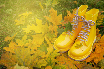 Yellow rubber boots and yellow maple leaves on a wet grass