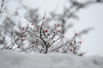 赤い実に積もった雪です。