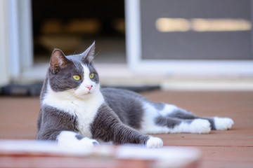 Grey and white cat laying outside on wood deck.