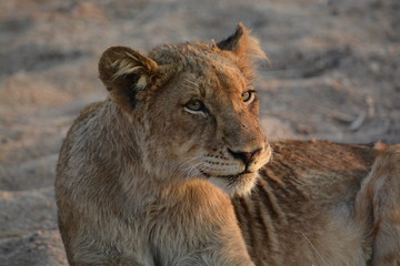 African Lioness