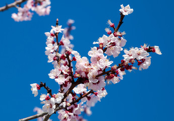 Pink blossom sakura flowers on a spring day in Japan., Beautiful flowering Japanese cherry - Sakura.