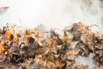 Pine cones smoking and burning in fire 