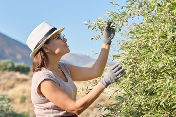 Woman worker inspecting olive trees in the mountains