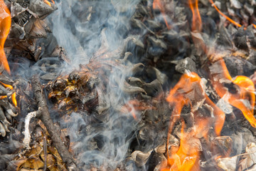 Obraz premium Pine cones smoking and burning in fire&nbsp;