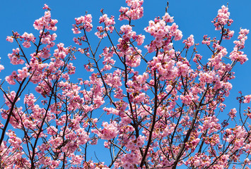 Pink blossom sakura flowers on a spring day in Japan.,