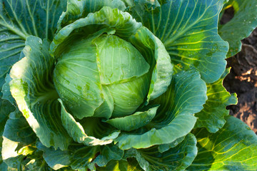 Big green cabbage in the garden. Cabbage grown in the field is ready for harvest