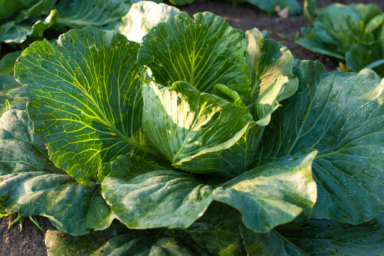 Big green cabbage in the garden. Cabbage grown in the field is ready for harvest