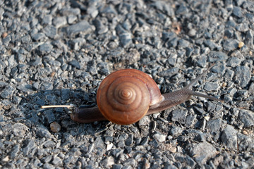 Snail on the gravel ground focus at head. it is a mollusk with a single spiral shell into which the whole body can be withdrawn.