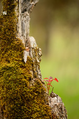 an old tree stump giving live to moss and other plants
