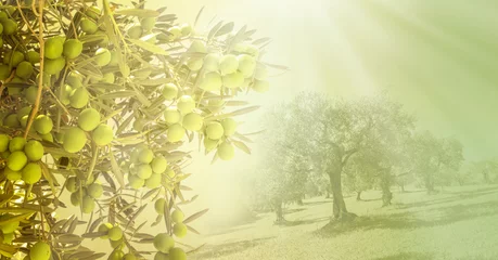 Schilderijen op glas olijfveld klaar voor oogst © AlenKadr