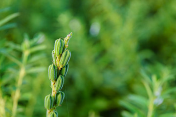 Sesame seed flower on tree in the field, Sesame a tall annual herbaceous plant of tropical