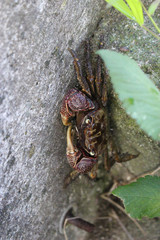 クロベンケイガニ