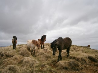Icelandic Horses