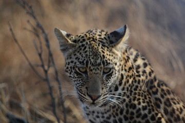 leopard looking at camera