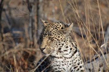 Fototapeta na wymiar leopard in the wild