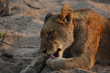 lion cleaning itself