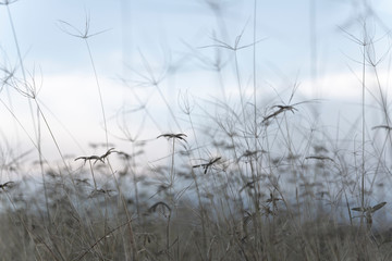 The flowers in the winter are approaching.