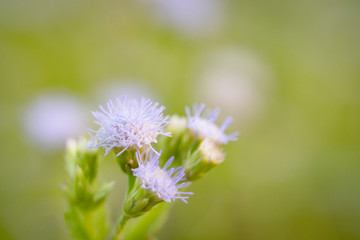 A close up view of a dandelion flower ready to spread the seeds.