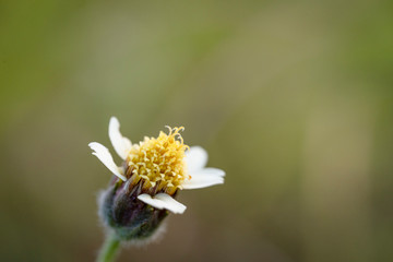 Obraz premium A close up view of a dandelion flower ready to spread the seeds.