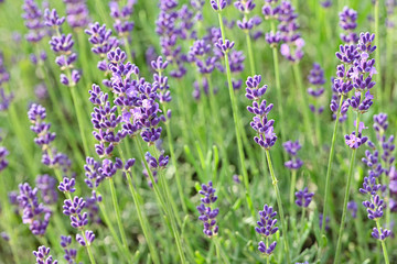 Purple lavender flowers outdoors in detail.
