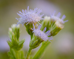 A close up view of a dandelion flower ready to spread the seeds.