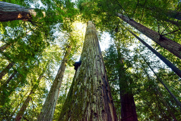 Fototapeta premium Northern California 