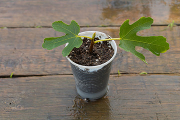 Fig tree planted in the small pot. Pruning concept