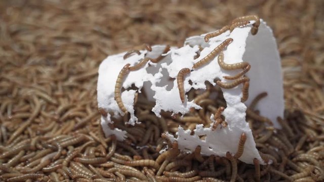 Mealworms larva eating plastic styrofoam cup 4k 25fps