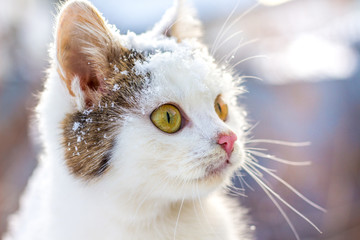 White cat with a expressive look on the outdoors  in winter_