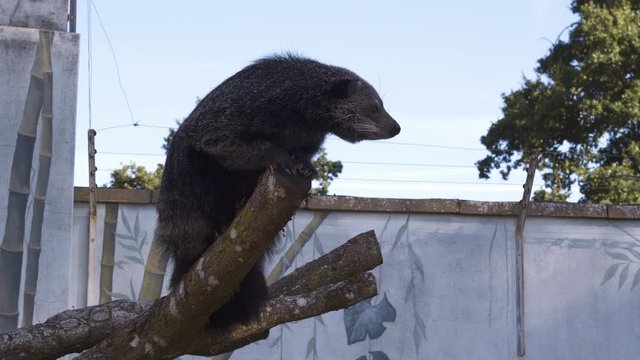 Binturong (Bearcat) sitting on a tree branch exploring it's enclosure at a wildlife park